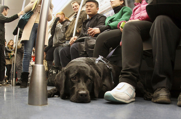dog in Metro